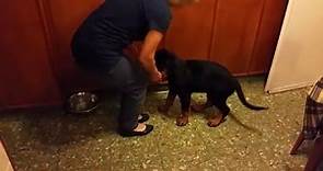 Adiestramiento de cachorro rottweiler de 2 meses