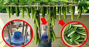 The Secret To Growing Cucumbers In Plastic Bottles, The Fruit Grows Like Crazy And Is Delicious