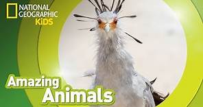 Secretary Bird | Amazing Animals