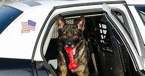 15 Most Popular Police Dog Breeds