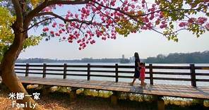 【景點】高雄 | 澄清湖 | 洋紅風鈴木 Kaohsiung | Clear Lake | Safflower Wind Suzuki