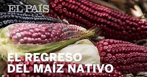El regreso del maíz nativo en México