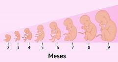 El embarazo: síntomas, cuidados y etapas del desarrollo fetal
