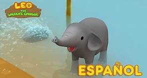 El Elefante Asiático (Español) - Leo, El Explorador Episodio | Animación - Familia - Niños