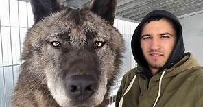 EL LOBO Mas GRANDE Del Planeta, El Lobo Canadiense | Mascotas Mas Extremas 🐺