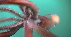 The Fierce Humboldt Squid | KQED QUEST