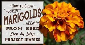 ★ How to Grow Marigolds from Seed (A Complete Step by Step Guide)