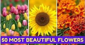 50 Most Beautiful Flowers In The World