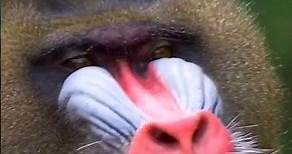 Mandrill : Nature's Most Colorful Primates and the Largest Monkey on Earth