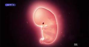 Imperial College - Human Embryo Development