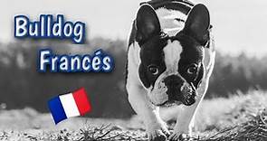 Bulldog Francés - Historia, Características y Cuidados.