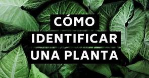 Cómo identificar plantas 🌿 Descubrir el nombre científico con aplicaciones gratuitas 🌴