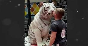 Tiger Love His Owner