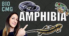 Amphibia - Classificação e Biologia dos anfibios (sapos, cecílias e salamandras)