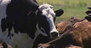 澳洲巨大乳牛Knickers 高194公分、重1400公斤