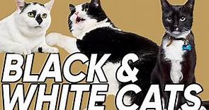 Do You Know the 3 Classifications of Black & White Cats?