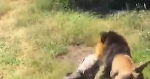 Graphic video as Brit survives lion attack