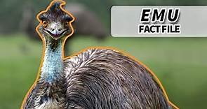 Emu Facts: They WON the GREAT EMU WAR | Animal Fact Files