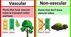 VASCULAR vs NON-VASCULAR PLANTS 🤔 | What's the difference? | Learn with examples