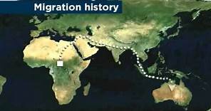 Aboriginal DNA provides human migration clues