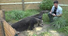 North Florida Wildlife Center welcomes giant anteater