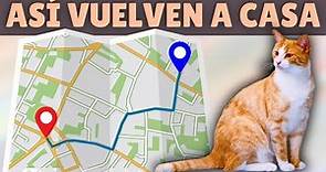 ¿Gatos GPS? ➡️ Cómo encuentran los gatos el CAMINO A CASA