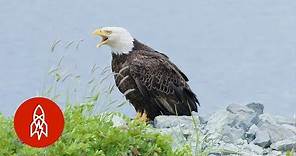 The Alaskan Town FULL of Bald Eagles