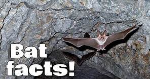 Bat Facts for Kids | Animal Learning Video