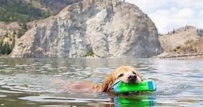 Dog-Friendly Places To Swim (Beaches, Lakes and Pools)