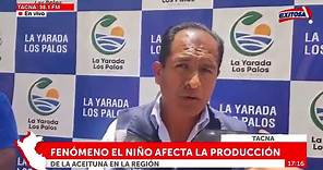 Tacna: Fenómeno El Niño afecta la producción de la aceituna en la región