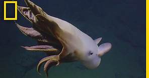 Rare Dumbo Octopus Shows Off for Deep-sea Submersible | National Geographic