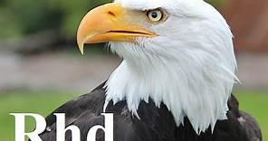 Eagle, Falcon, Owl - Birds Of Prey, Nature 2018 HD Documentary.