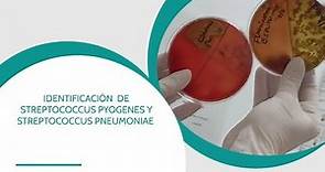 Identificación de S. pneumoniae y S.pyogenes en el área de Bacteriología