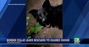 Border collie helps find rescuers after owner falls 70 feet in Nevada County, group says