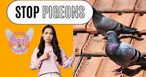 How To Stop Pigeons Sitting On Your Roof??Super Easy Proven Tricks