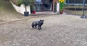 Barry: What's this rare black fox up to in the streets?
