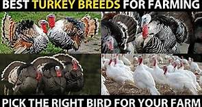 BEST TURKEY BIRD BREEDS - Heritage, White Holland, Royal Plam, Standard Bronze, Blue Slate Turkey