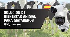 Solución de bienestar animal para mataderos | By Demes