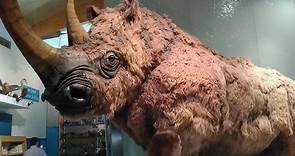 Woolly rhinoceros || Description and Facts!