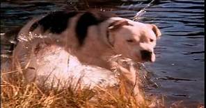 Homeward Bound: The Incredible Journey (1993) - Theatrical Trailer