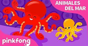 Pulpo | Animales del Mar | Pinkfong Canciones Infantiles