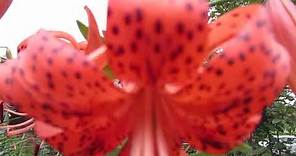 How To Grow Tiger Lilies From Seed, Bulblis.