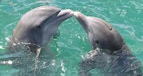 Imágenes de delfines, fotos de delfines en el mar, hermosos