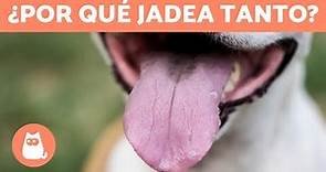 Mi perro JADEA MUCHO 🐶👅 (8 Causas del Jadeo Excesivo)