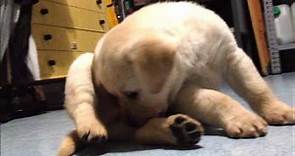 Cucciolo Labrador Retriever 45 giorni