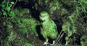 Featured Creature: Kakapo