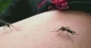Health Expert: Worry more about West Nile than Zika Virus