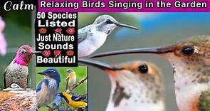 50 Bird Species of California, Singing Nature Sounds Solar Fountain, Feeding Hummingbirds Wild Birds