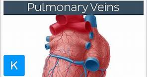 Pulmonary Veins - Location & Function - Human Anatomy | Kenhub
