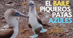 Piqueros patas azules en Galápagos | Su divertido baile de apareamiento